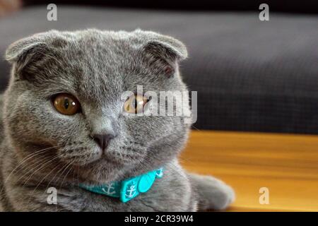 Nette schottische Falte Katze Blick auf Kamera Nahaufnahme Stockfoto