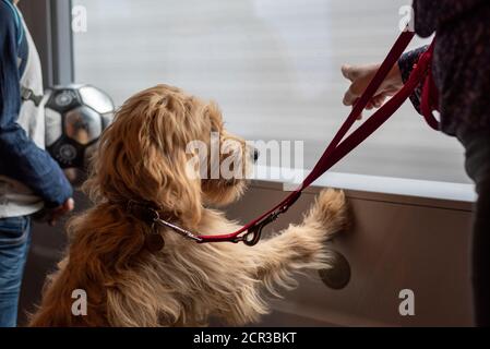 Hund (Mini Golddoodle) schaut aus einem Zugfenster Stockfoto