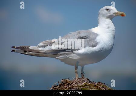 Große weiße Möwe auf einem Müllhaufen Stockfoto