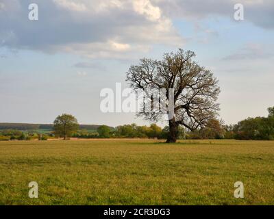 Auf dem Weg zwischen dem Vogelschutzgebiet NSG Garstadt und der Mainebne bei Hirschfeld und Heidenfeld im Landkreis Schweinfurt, Unterfranken, Stockfoto