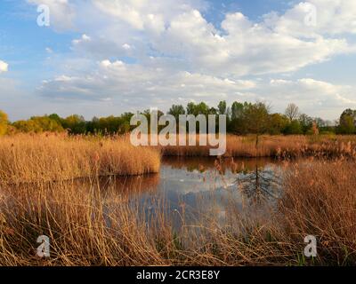 Auf dem Weg zwischen dem Vogelschutzgebiet NSG Garstadt und der Mainebne bei Hirschfeld und Heidenfeld im Landkreis Schweinfurt, Unterfranken, Stockfoto