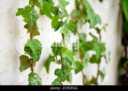 Ivy Kletterer Pflanze an der weißen Wand Nahaufnahme Stockfoto