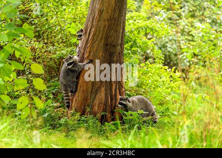 Nahaufnahme eines niedlichen und neugierigen jungen Waschbär (Procyon lotor), der sich auf die Suche nach etwas freiem Essen macht, das von einem menschlichen Parkbesucher verschwendet wird Stockfoto