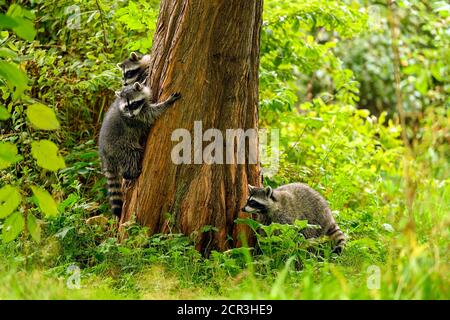 Nahaufnahme eines niedlichen und verspielten jungen Waschbär (Procyon lotor), der aus und um schaut, in der Hoffnung auf etwas freies Essen, das von einem menschlichen Parkbesucher verschwendet wird Stockfoto