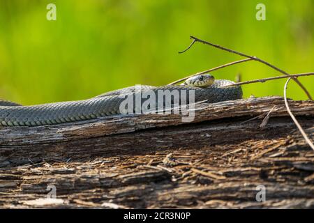 Grassnatter, Natrix natrix, auf Log Stockfoto