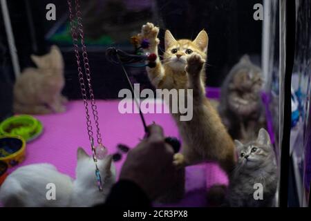 Moskau, Russland. September 2020. Eine Katze wird während der Ausstellung Cat Salon-September 2020 im Sokolniki Park in Moskau, Russland, am 19. September 2020 gesehen. Quelle: Alexander Zemlianichenko Jr/Xinhua/Alamy Live News Stockfoto