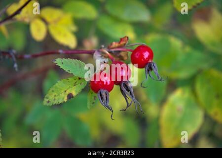 Leuchtend roter Hund stieg Hüften auf einem Zweig Nahaufnahme. Wilde Hagebutten in der Natur. Stockfoto