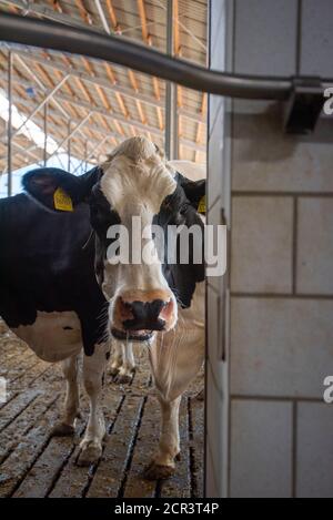 Deutschland, Sachsen-Anhalt, Hamersleben, eine Milchkuh (Bos taurus) steht im Stall Stockfoto