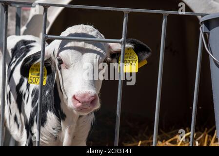 Deutschland, Sachsen-Anhalt, Hamersleben, ein Kalb steht in einem Kalbkasten Stockfoto