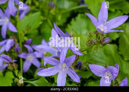 Lila Glockenblumen in einem Garten Stockfoto