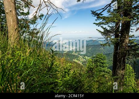 Blick vom Belchensteig umrahmt von Bäumen. Stockfoto