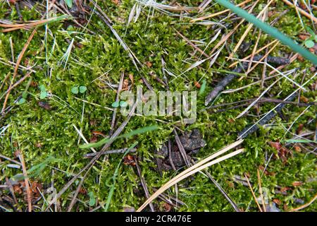 Abgefallene, trockene Nadeln bedecken den Boden. Sommer im subtropischen Wald. Waldökologie. Stockfoto