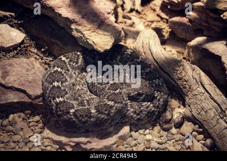 Nahaufnahme einer gewickelten Klapperschlange in einem Zoo-Gehege Stockfoto