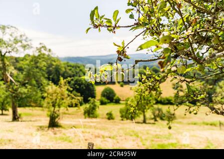 Ein Apfel hängt an einem Apfelbaum in einem Obstgarten Wiese Stockfoto