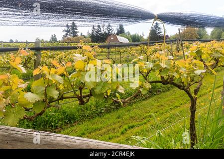 Weinreben wachsen im späten Frühjahr in Vista D'oro, einem kleinen, familiengeführten Weingut und Weingarten südlich von Vancouver, British Columbia in Langley, nördlich der US-Kanada Grenze. Stockfoto