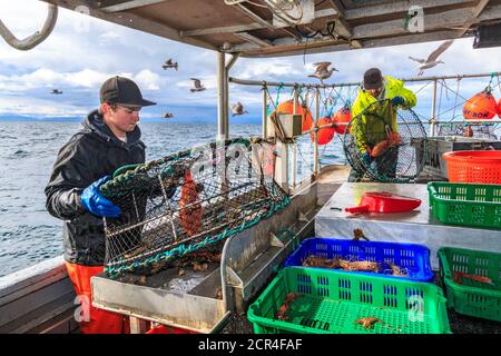 Kommerzielles Fischerboot Nordic Rand vor Vancouver Island, BC, Kanada, Angeln nach Garnelen (wie Garnelen, aber größer). Garnelen aus der Falle auf den Sortiertisch leeren. Stockfoto