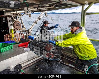 Kommerzielles Fischerboot Nordic Rand vor Vancouver Island, BC, Kanada, Angeln nach Garnelen (wie Garnelen, aber größer). Traps werden auf Longline neu geladen. Die Linien sind eine halbe Meile lang, jede mit 50 Fallen, die mit "Dog Snaps" an die Linie geklippt werden. Stockfoto