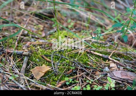 Abgefallene, trockene Nadeln bedecken den Boden. Sommer im subtropischen Wald. Waldökologie, weicher selektiver Fokus. Stockfoto