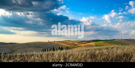 Europa, Italien, San Quirico, Toskana, Toskanische Landschaft, Cipressi di San Quirico d'Orcia, Provinz Siena, Stockfoto