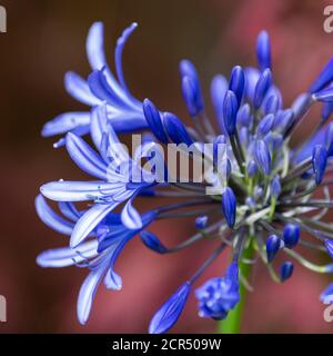 Agapanthus African Skies blüht im Frühjahr Stockfoto