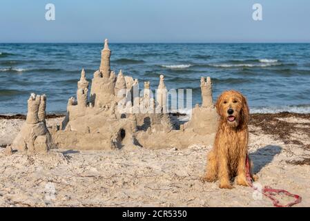 Deutschland, Mecklenburg-Vorpommern, Insel Rügen, Ostseebad Binz, ein Hund bewacht eine Sandburg an der Ostsee. Stockfoto