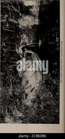 . Die Spielplätze von Kanada; eine kurze Abhandlung über Touristen-, Angel- und Jagdgebiete erreicht durch die Grand Trunk Railway System . der Gipfel in etwa zwei Stunden. Die Aussicht von der Spitze dieses Berges ist etwas großartiges.die Berge Adams und Jefferson sind in voller Sicht, und Mount Washing-Ton ist besser als von jedem anderen Punkt gesehen. Mount Washington (6,293 Fuß), Blick aus dem Jenseits, ein Kopf größer als alle anderen, ist der Berg Monarch des Nordens, über dessen Gipfel, in Wolken und Dunkelheit verschleiert, hält der Gewitter gelegentlich seinen turbulenten Hof. Von der Basis von Moun Stockfoto