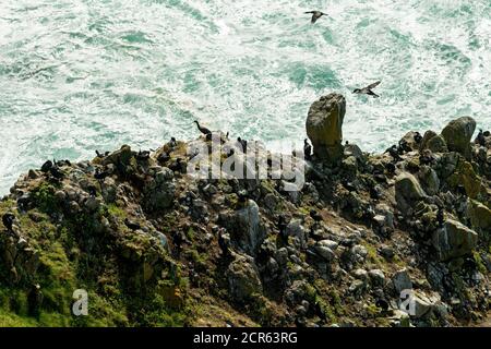 Seevögel fliegen über Sea Lion Point an der Pazifikküste in Oregon, USA Stockfoto