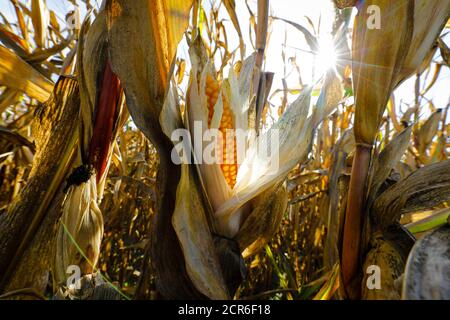 Datteln, Nordrhein-Westfalen, Deutschland - trockenes Maisfeld im heißen Sommer Stockfoto