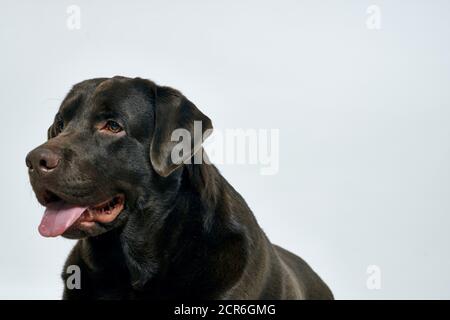 Reinrassige Hund auf einem hellen Hintergrund Haustier abgeschnitten Ansicht close-up Stockfoto