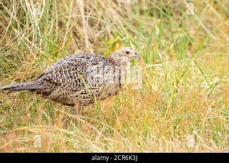 Deutschland, Niedersachsen, Juist, Fasan (Phasianus colchicus), Henne. Stockfoto