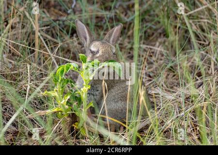 Deutschland, Niedersachsen, Juist, Kaninchen in den Dünen. Stockfoto