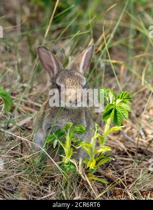 Deutschland, Niedersachsen, Juist, Kaninchen in den Dünen. Stockfoto