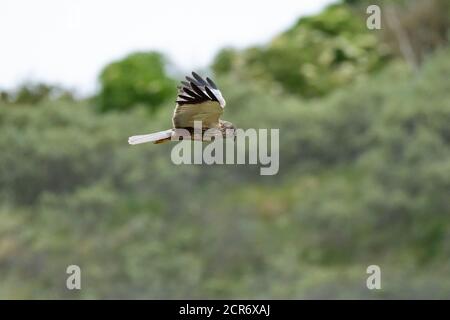 Deutschland, Niedersachsen, Juist, Marsh Harrier (Circus aeruginosus), im Flug. Stockfoto