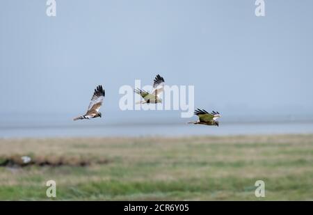 Deutschland, Niedersachsen, Juist, Marsh Harrier (Circus aeruginosus), im Flug. [M] Stockfoto