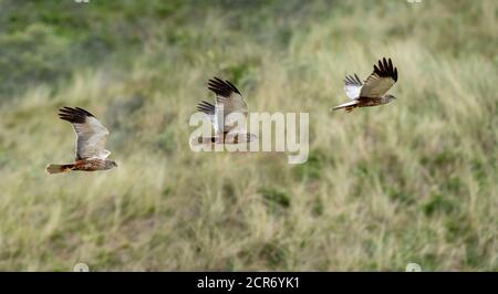 Deutschland, Niedersachsen, Juist, Marsh Harrier (Circus aeruginosus), im Flug. [M] Stockfoto