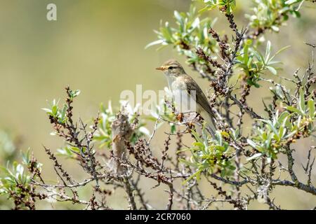 Deutschland, Niedersachsen, Juist, Schilfrohrsänger (Acrocephalus schoenobaenus), singvogel der Gattung Schilfrohrsänger (Acrocephalus). Stockfoto