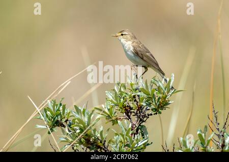 Deutschland, Niedersachsen, Juist, Schilfrohrsänger (Acrocephalus schoenobaenus), singvogel der Gattung Schilfrohrsänger (Acrocephalus). Stockfoto