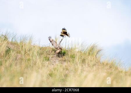 Deutschland, Niedersachsen, Juist, Marsh Harrier (Circus aeruginosus), Kampf zwischen zwei Marsh Harrier. Stockfoto