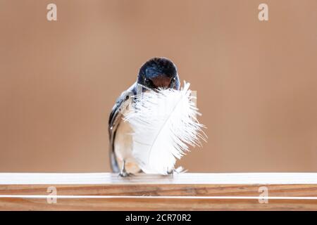 Deutschland, Niedersachsen, Juist, Schwalbenschwalbe (Hirundo rustica), auch Hausschwalbe oder Schwalbenschwalbe genannt, mit Nistmaterial. Stockfoto