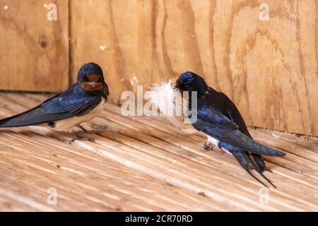 Deutschland, Niedersachsen, Juist, Schwalbenschwalbe (Hirundo rustica), auch Hausschwalbe oder Schwalbenschwalbe genannt, mit Nistmaterial. Stockfoto