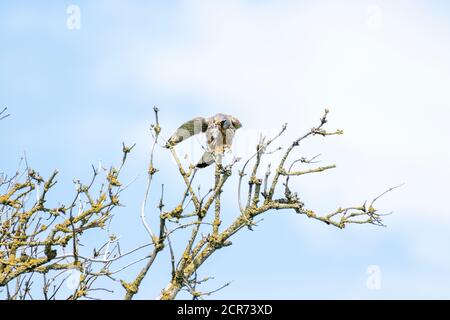 Deutschland, Niedersachsen, Juist, gewöhnlicher Turmfalke (Falco tinnunculus) Stockfoto
