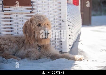 Junger Hund, Hund, Mini Golddoodle, liegt vor einem Liegestuhl im weichen baltischen Sand Stockfoto