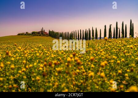 Europa, Italien, Agriturismo Covili, Bauernhaus Poggio Covili, Zypressenallee, Toskana, Toskanische Landschaft, Provinz Siena,Castiglione D'orcia, Stockfoto