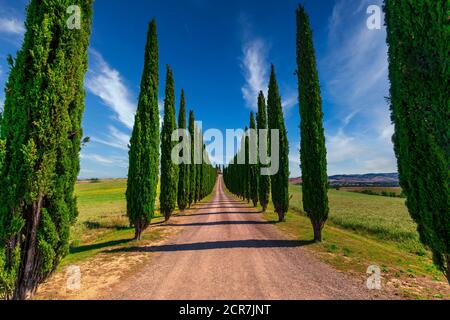 Europa, Italien, Agriturismo Covili, Bauernhaus Poggio Covili, Zypressenallee, Toskana, Toskanische Landschaft, Provinz Siena,Castiglione D'orcia, Stockfoto