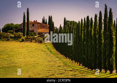 Europa, Italien, Agriturismo Covili, Bauernhaus Poggio Covili, Zypressenallee, Toskana, Toskanische Landschaft, Provinz Siena,Castiglione D'orcia, Stockfoto