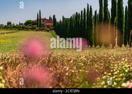 Europa, Italien, Agriturismo Covili, Bauernhaus Poggio Covili, Zypressenallee, Toskana, Toskanische Landschaft, Provinz Siena,Castiglione D'orcia, Stockfoto