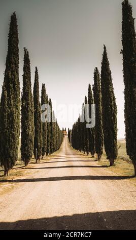 Europa, Italien, Agriturismo Covili, Bauernhaus Poggio Covili, Zypressenallee, Toskana, Toskanische Landschaft, Provinz Siena,Castiglione D'orcia, Stockfoto