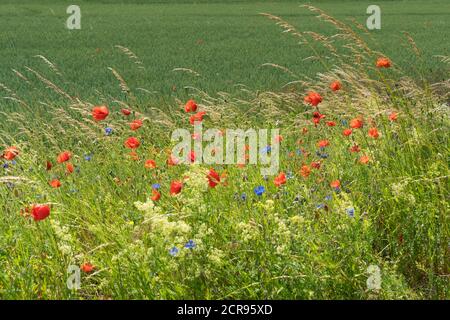 Mecklenburgische Seenplatte, Landstraße, Feld mit Sommerblumen Stockfoto