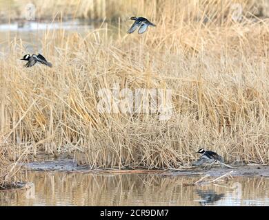 Eine kleine Gruppe von Merganser-Enten mit Kapuze, die mit einem Winter-Feuchtgebiet fliegen. Stockfoto