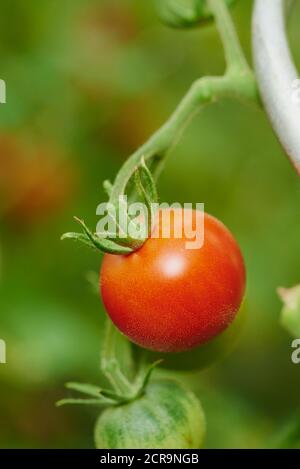 Tomate (Solanum lycopersicum), Früchte, reif, rot, brüten, Nahaufnahme Stockfoto